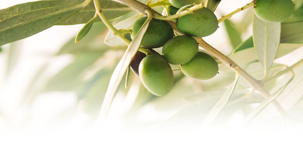 Azeitonas e folhas de oliveira